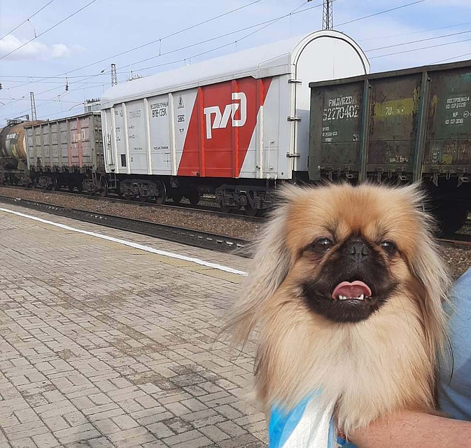 Для любви и преданности полторы тысячи километров не помеха! Фото: Доброе сердце. Зеленогорск.