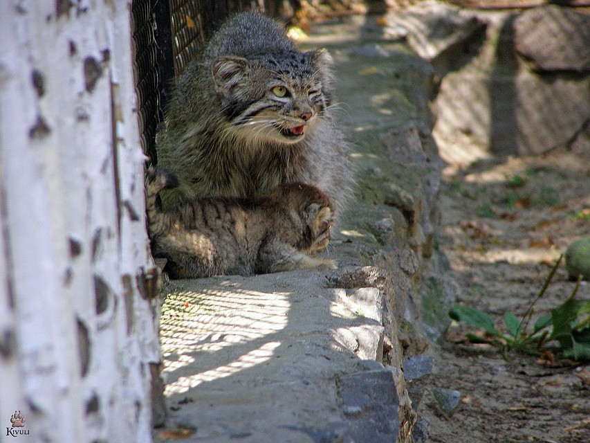 Не трогайте их! Фото: instagram.com/kivu1i