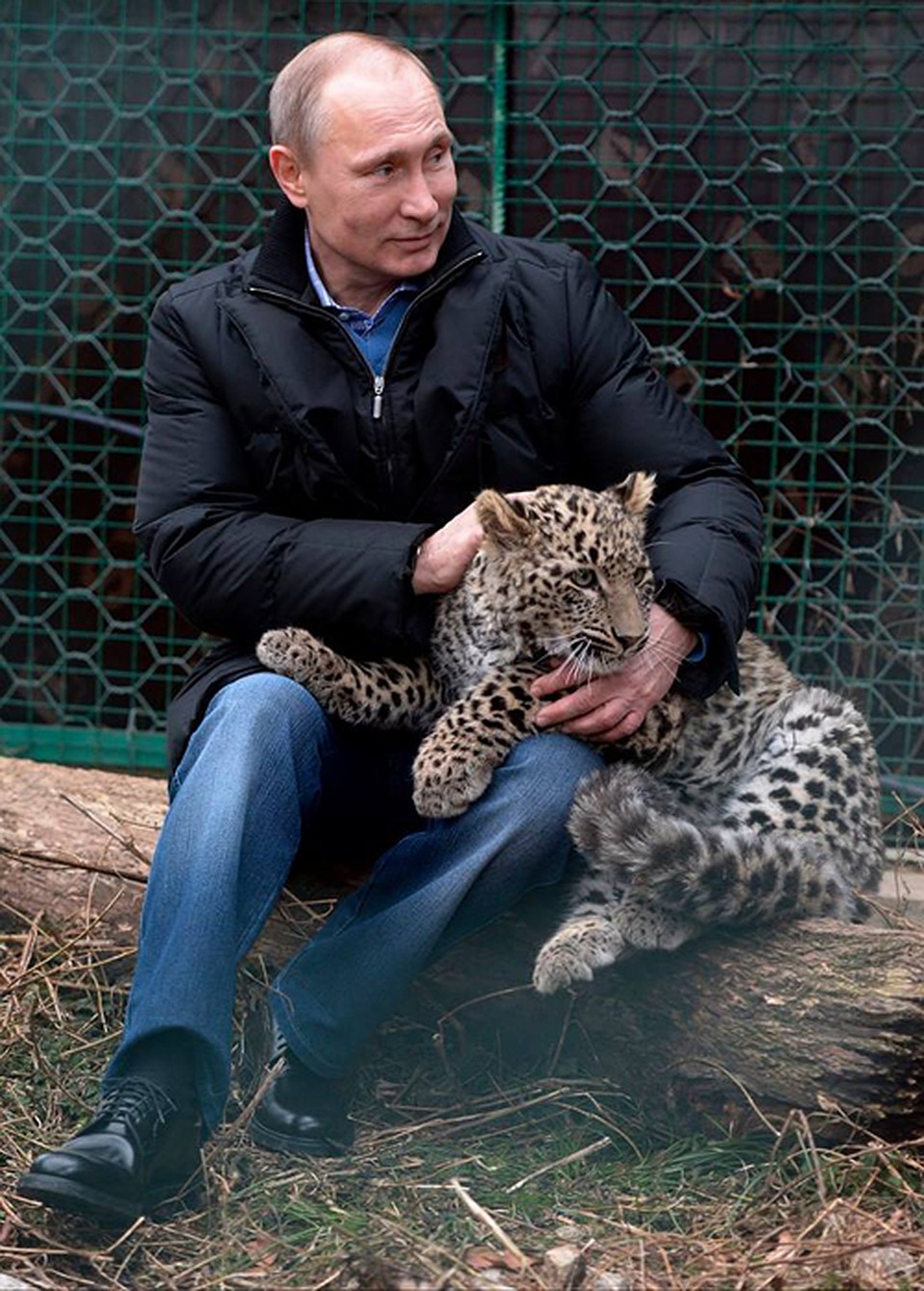 Февраль 2014 года. Владимир Путин накануне Олимпиады в Сочи зашел в клетку к 6-месячному леопарду. Леопард был хорошо воспитан, пошел на ручки. Фото: AP Photo