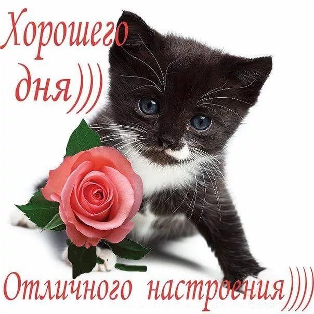 Бесплатные открытки хорошего настроения 28 Бесплатные открытки хорошего настроения 27