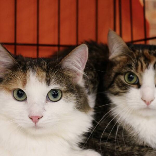 Благотворительный фестиваль «Кошки-мышки»