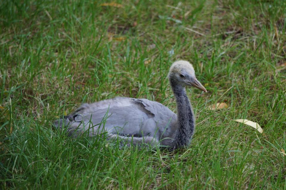 В Московском зоопарке родился птенец редких журавлей