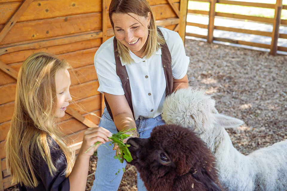 В Москве 10 животных из Альпака Парка перевезут на Городскую ферму