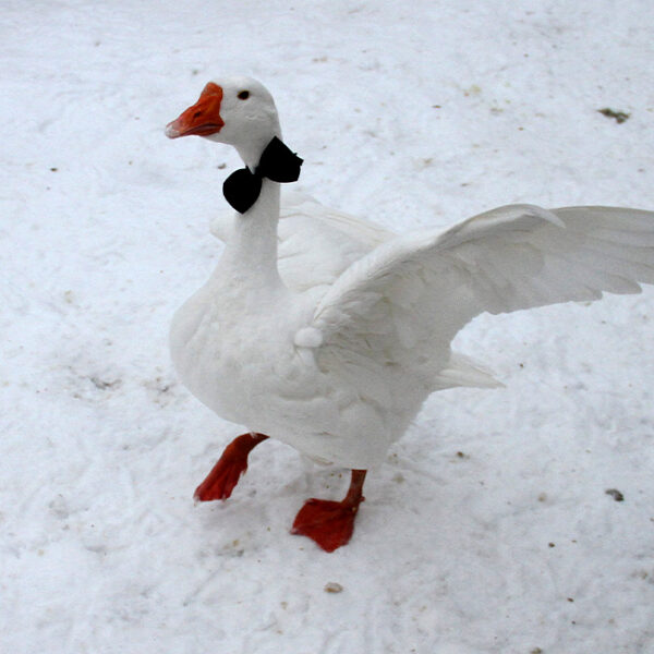 8 марта на Городской Ферме