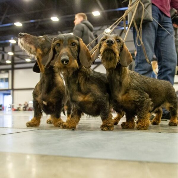 Выставка «Город собак»