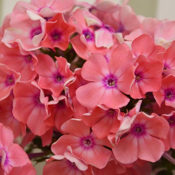 Выставка «Мир флоксов»