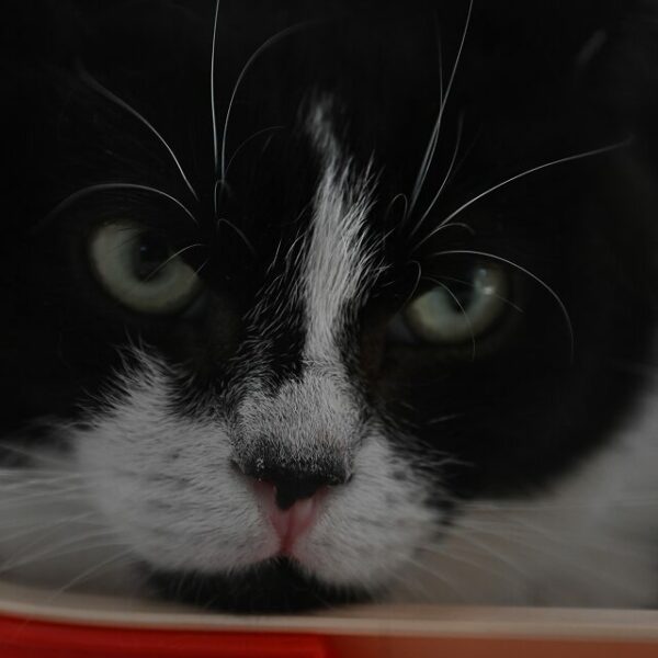 Ночь искусств в Республике кошек