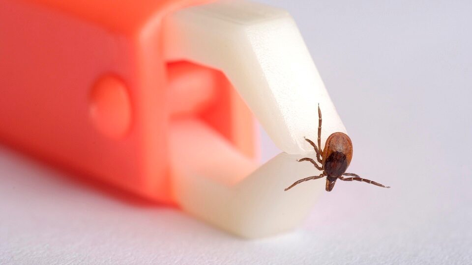 Клещевой энцефалит