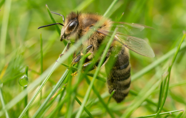 Укусы насекомых