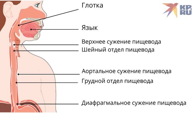 Глотка