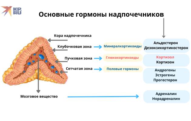 Надпочечники человека