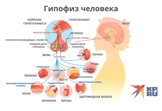 Гипофиз человека