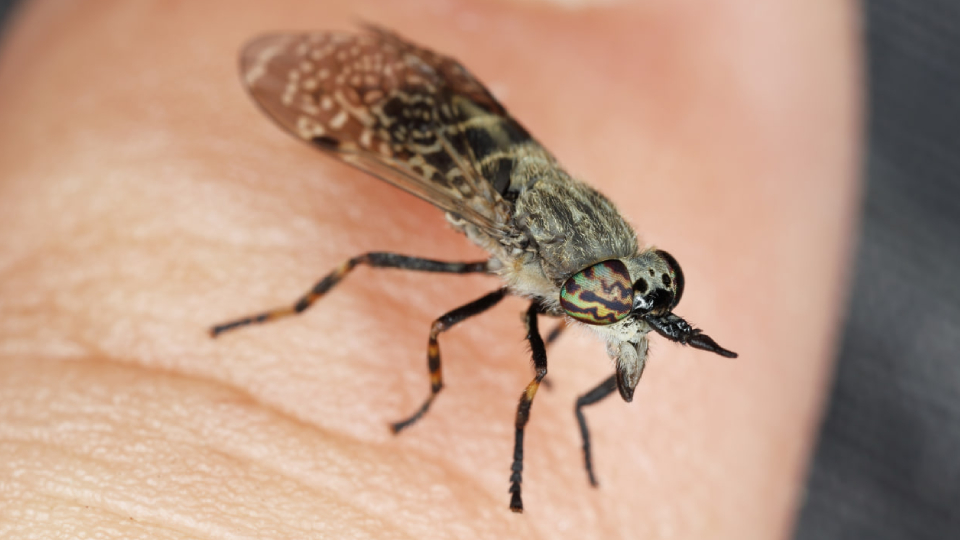 Укус слепня: фото, как выглядит, чем помазать, последствия, можно ли ...