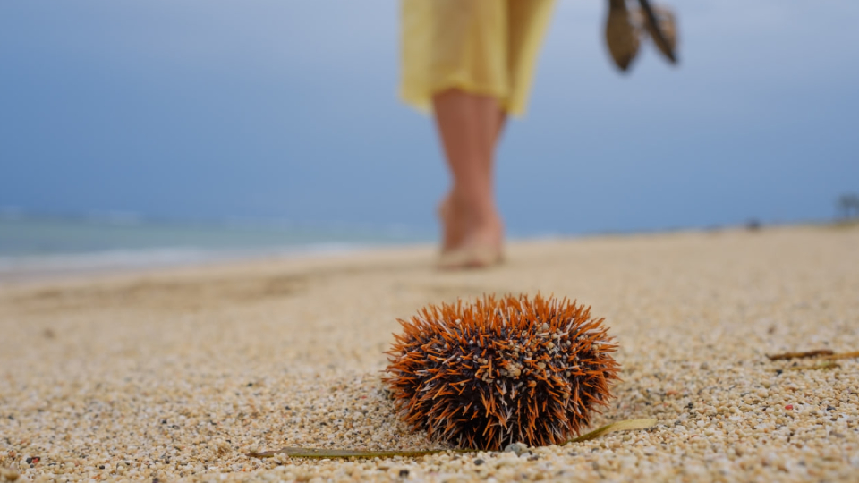 Наступил на морского ежа