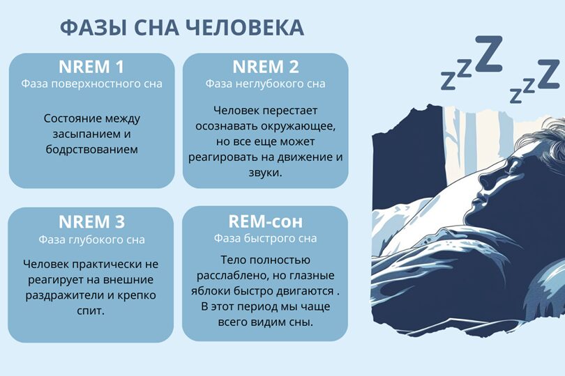 Фазы сна