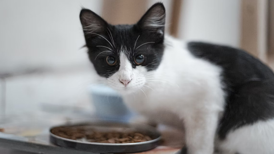 10 лучших автоматических кормушек для кошек в 2025 году