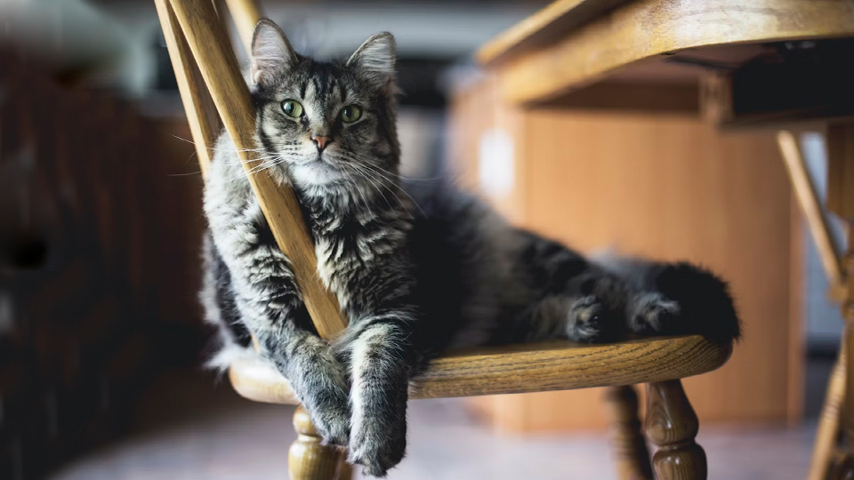 15 лучших шампуней для кошек в 2025 году