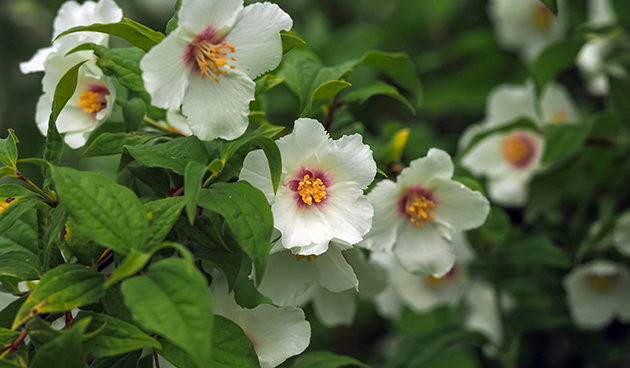 Бель Этуаль (Belle Etoile)