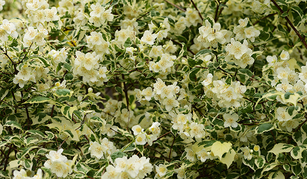 Вариегатус (Variegatus)