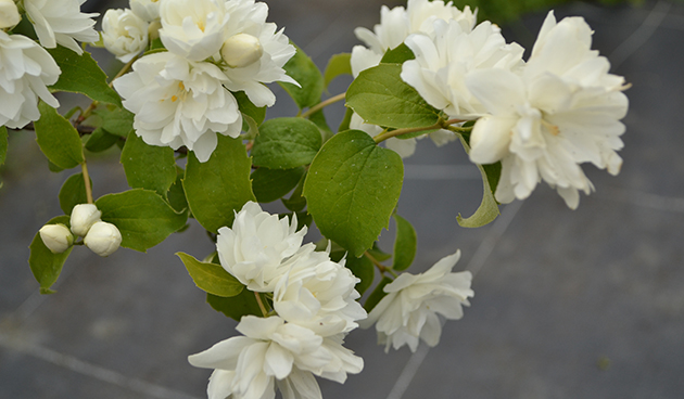 Сноубель (Snowbelle)