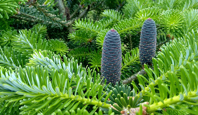 Блю Эмперор