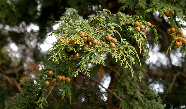 Кипарисовик тупой.