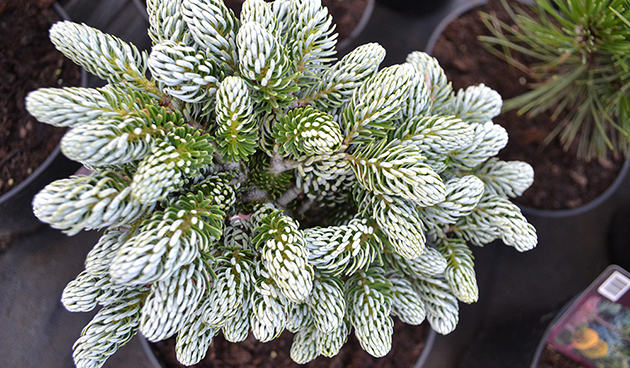 Когоутс Айсбрекер