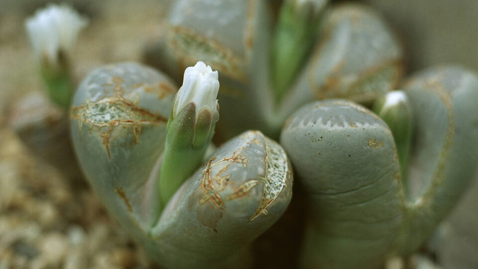 Lithops