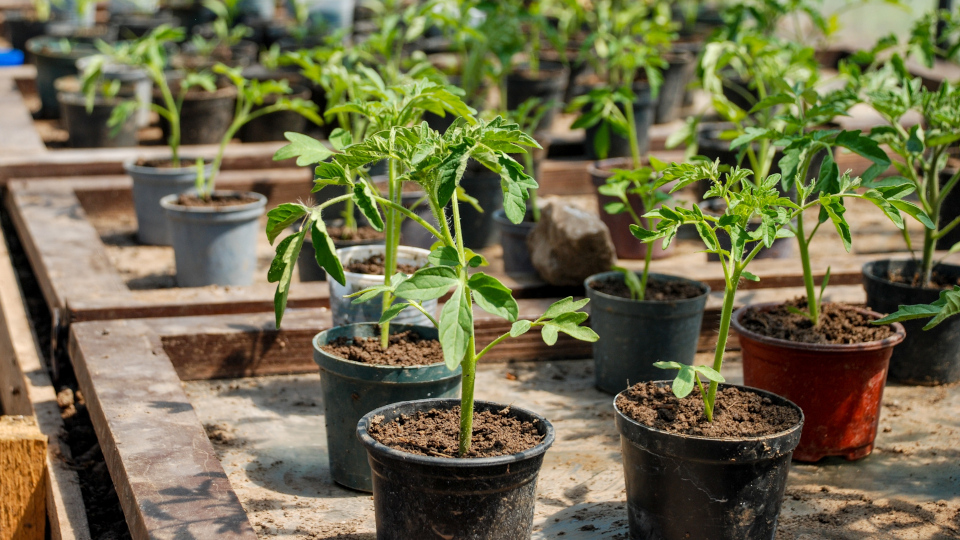 Чем подкормить рассаду помидоров