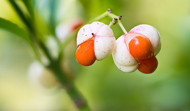 Бересклет японский (Euonimus japonicus)