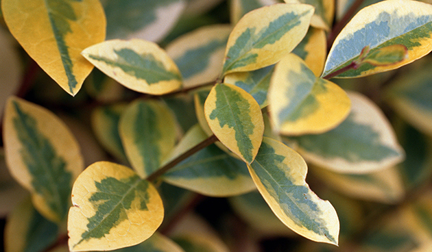 Бирючина блестящая (Ligustrum lucidum)