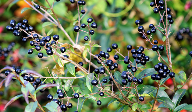 Бирючина обыкновенная (Ligustrum vulgare)