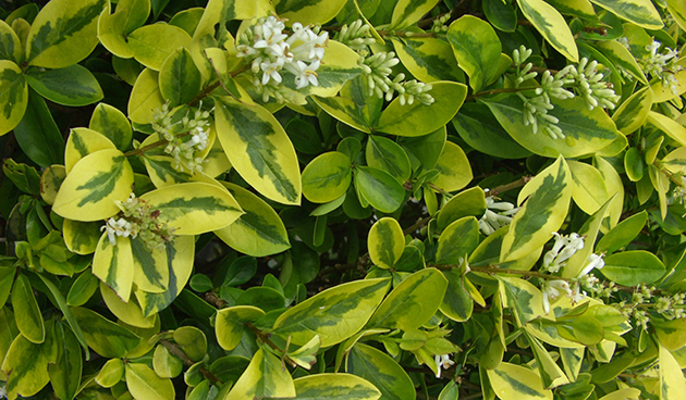 Бирючина овальнолистная (Ligustrum ovalifolium)