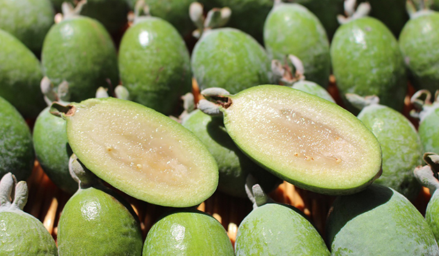 Feijoa: výhody a poškození těla