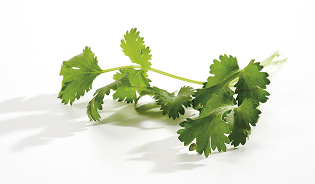 Польза кинзы для женщин