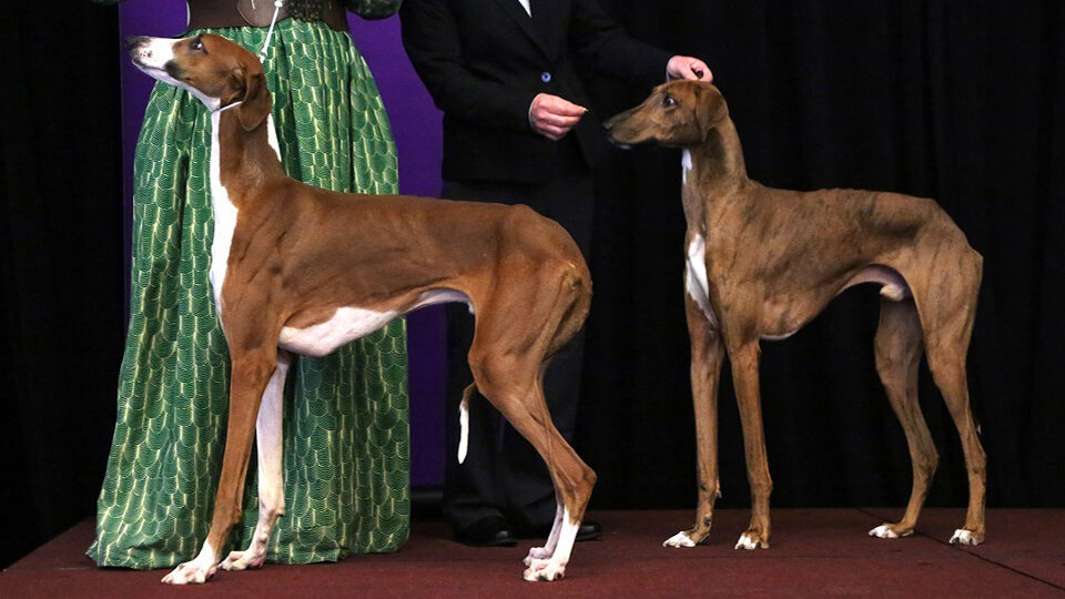 Азавак собака