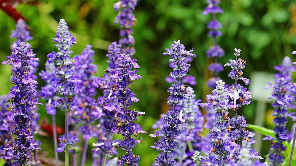 Шалфей: польза и вред для здоровья человека