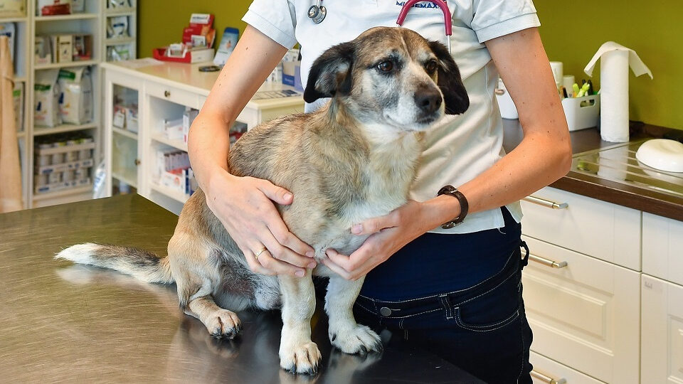 Дисплазия суставов у собак