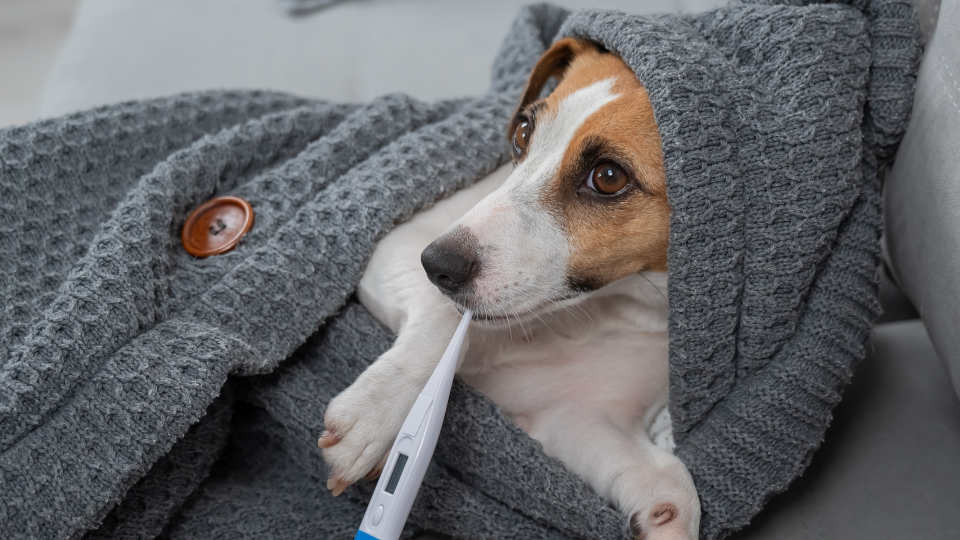 Кашель у собаки