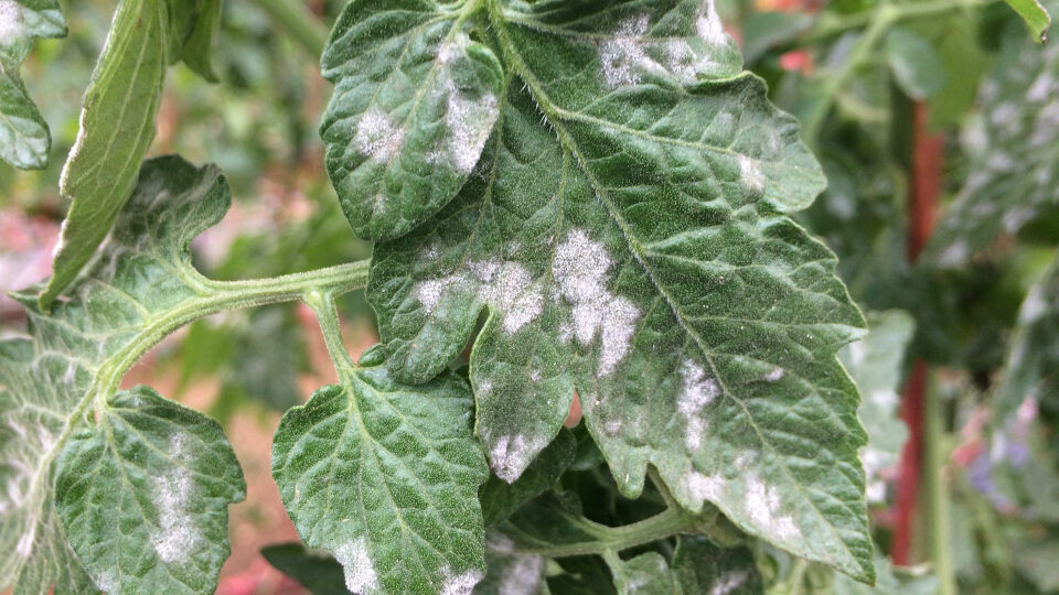 Болезни сада и огорода с описаниями и фотографиями
