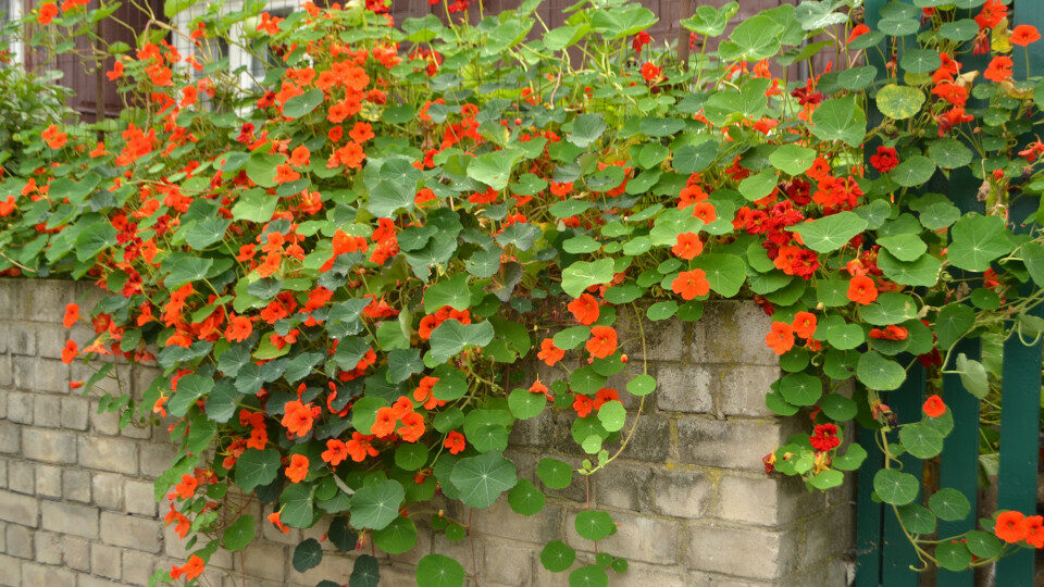 Nasturtium