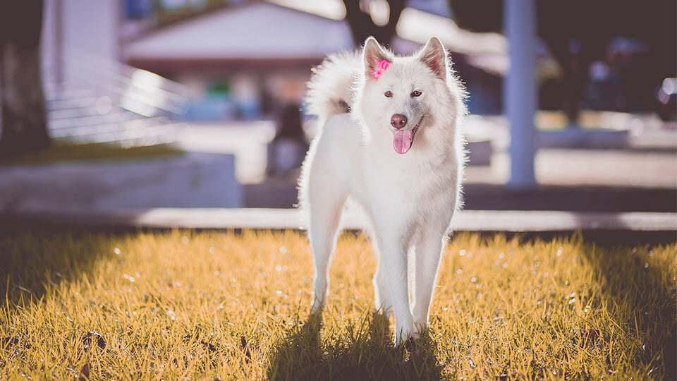 Как приучить собаку ходить на улицу