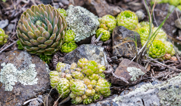Виды молодило