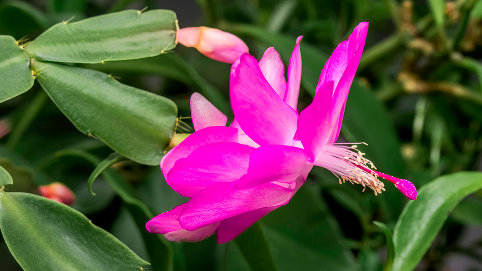 Шлюмбергера