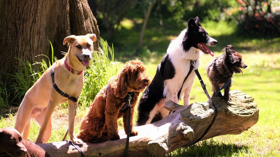 Способности собак