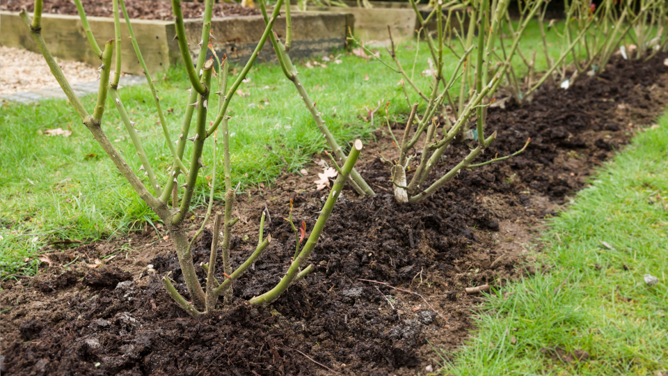 Обрезка роз весной для начинающих после зимы