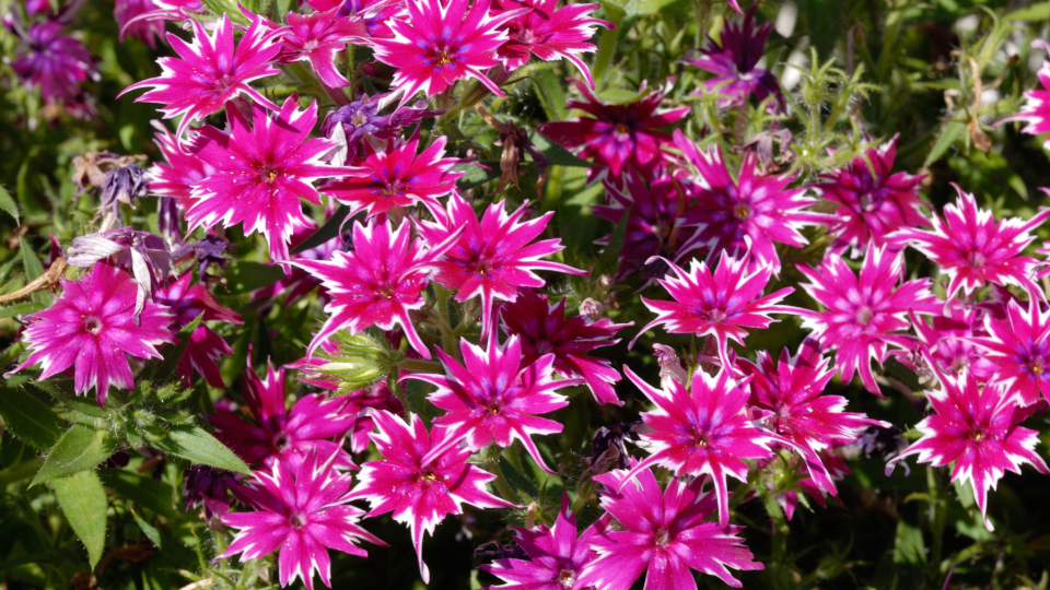 Флокс Друммонда