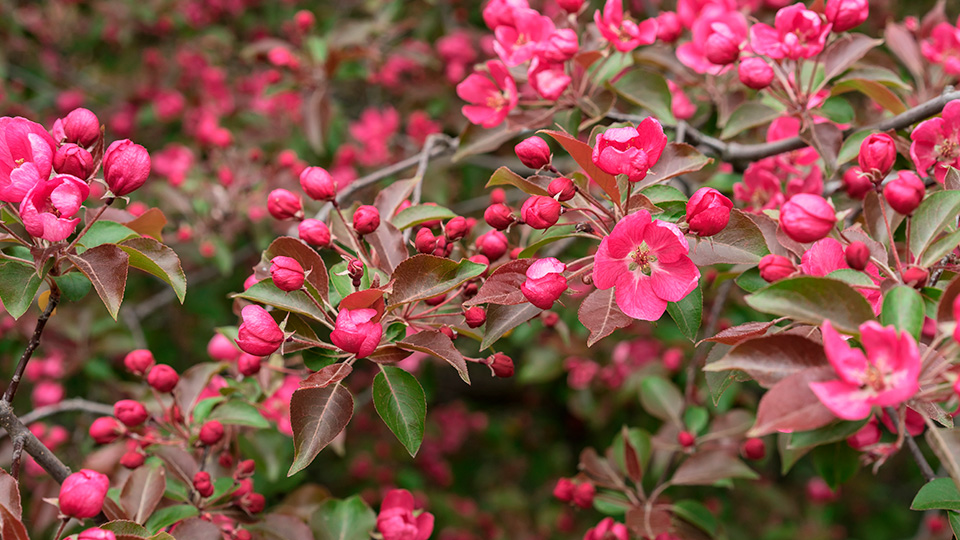 Яблоня декоративная