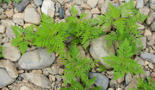 Виды амброзии с описанием и фото