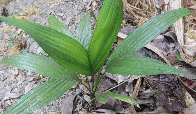 Арека катеху